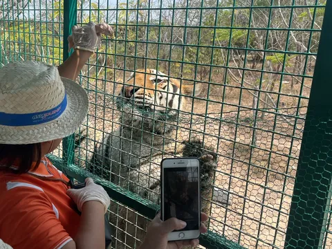 Về Long An xem người và hổ cách nhau chỉ vài gang tay