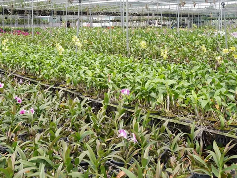 Nhà vườn hoa lan Cầu Ván - Làm nông nghiệp gắn với phát triển du lịch